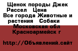 Щенок породы Джек Рассел › Цена ­ 45 000 - Все города Животные и растения » Собаки   . Московская обл.,Красноармейск г.